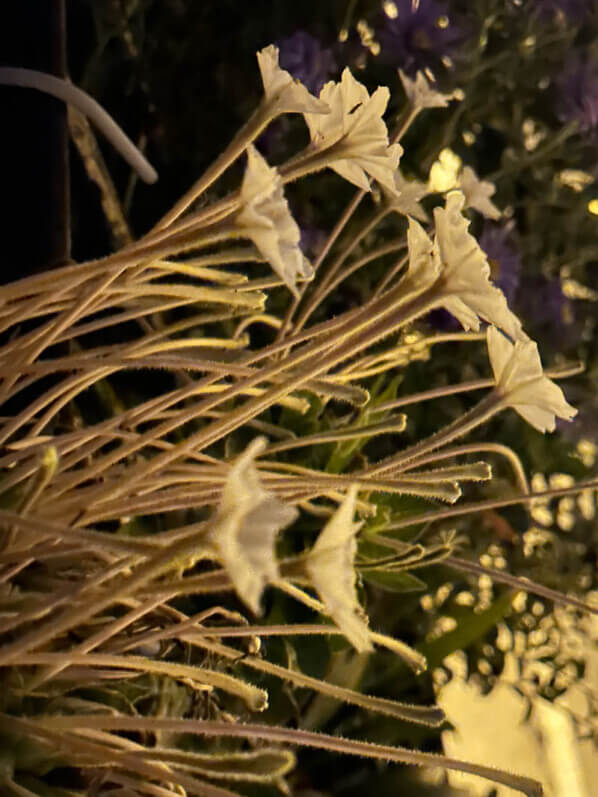 Fleurs épanouies de belle-de-nuit (Mirabilis longiflora) en été sur mon balcon parisien, Paris 19e (75)