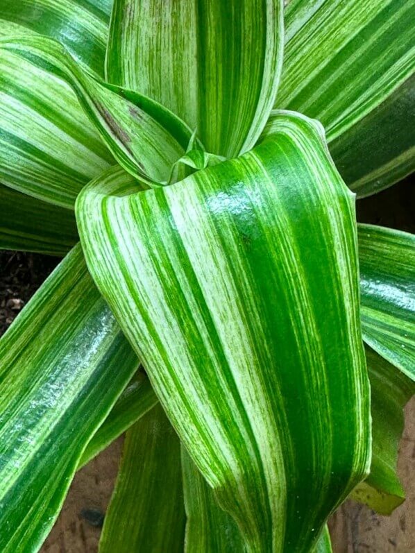 Callisia fragrans variegata 'Infinity', plante d'intérieur, Paris 19e (75)