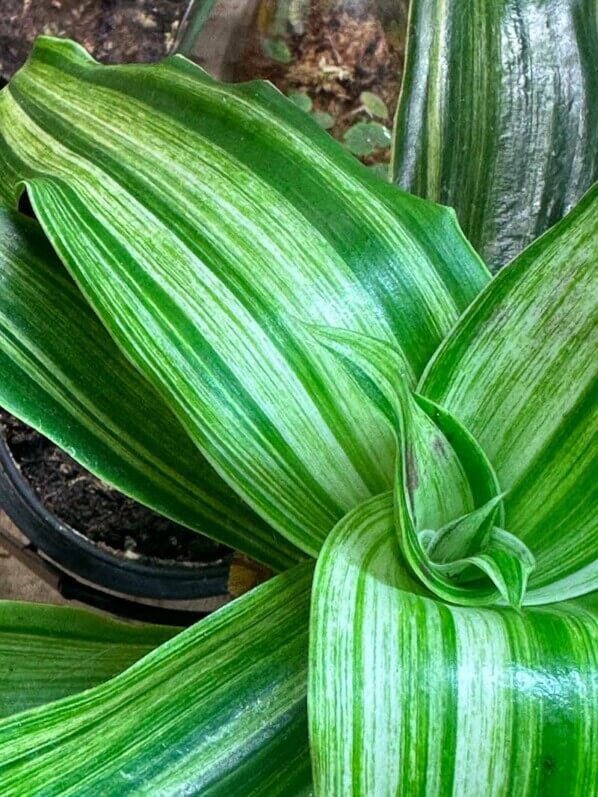 Callisia fragrans variegata 'Infinity', plante d'intérieur, Paris 19e (75)