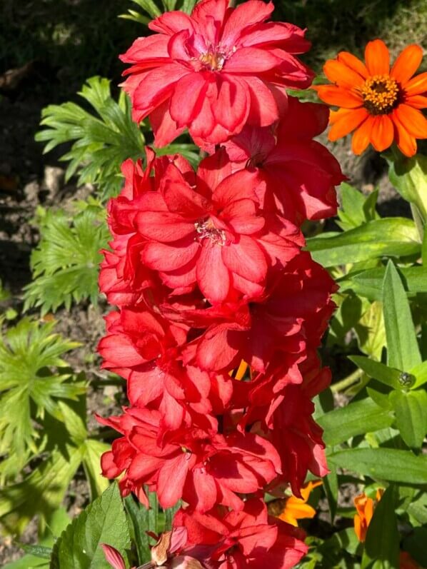 Delphinium 'Red Lark', Ranunculacées, en été dans l'École Du Breuil, Paris 12e (75)