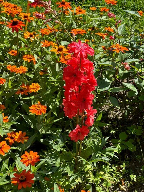 Delphinium 'Red Lark', Ranunculacées, en été dans l'École Du Breuil, Paris 12e (75)