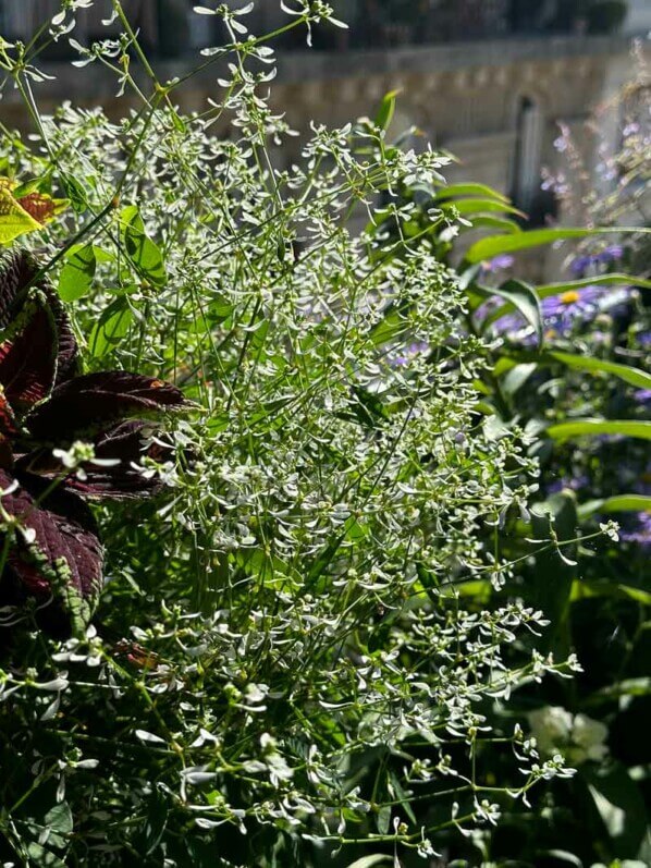 Chamaesyce hypericifolia en été sur mon balcon, Paris 19e (75)