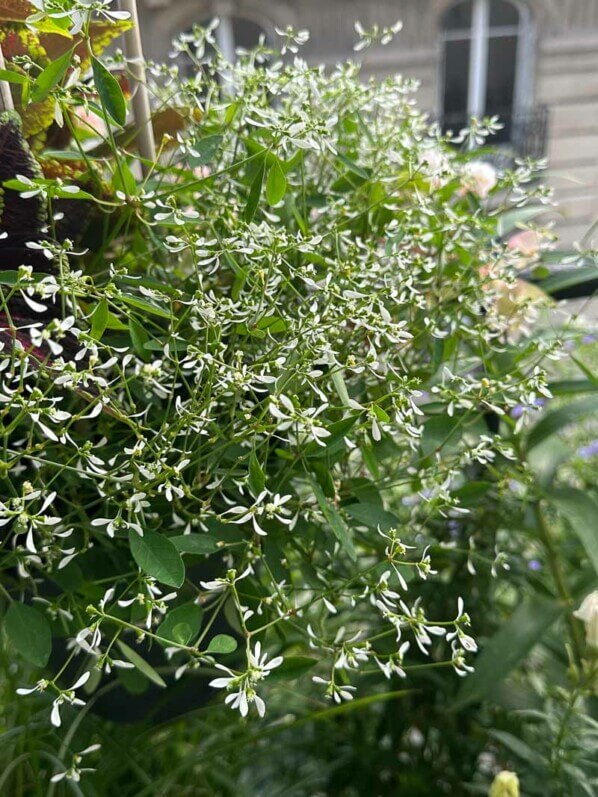 Chamaesyce hypericifolia en été sur mon balcon, Paris 19e (75)