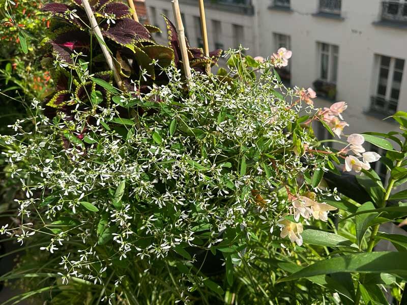 Chamaesyce hypericifolia en été sur mon balcon, Paris 19e (75)
