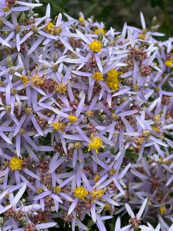 Galatella sedifolia (Aster sedifolius) subsp. dracunculoides, Astéracées, en été dans le parc de Bagatelle, Paris 16e (75)