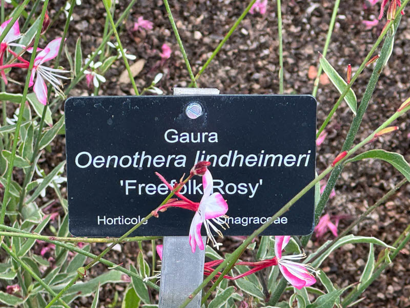Oenothera lindheimeri en été dans le Jardin des plantes, Paris 5e (75)