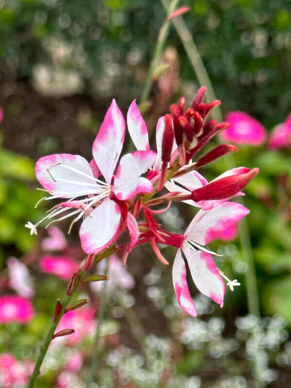 Oenothera lindheimeri en été dans le Jardin des plantes, Paris 5e (75)