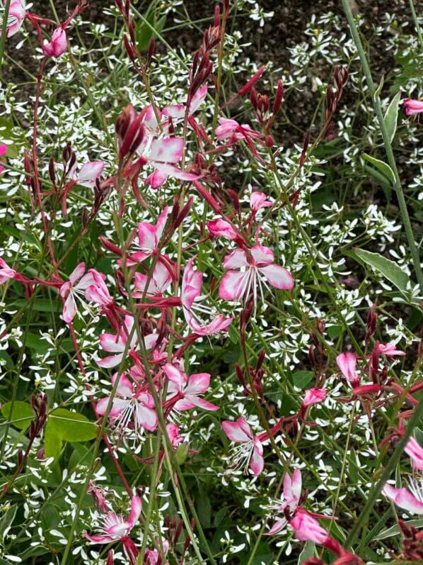 Lire la suite à propos de l’article Gaura lindheimeri est devenu Oenothera lindheimeri