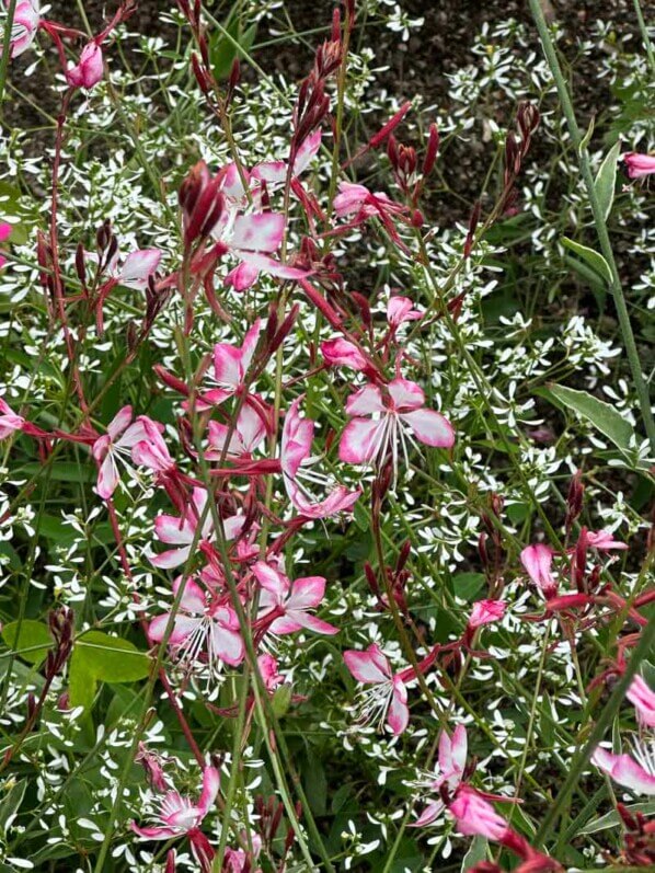 Oenothera lindheimeri 'Freefolk Rosy' 
en été dans le Jardin des plantes, Paris 5e (75), 10 août 2023, photo Alain Delavie