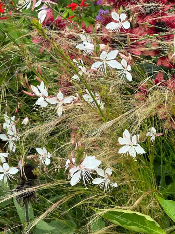 Gaura et stipe cheveux d'ange en été dans le parc de Bagatelle, Paris 16e (75)