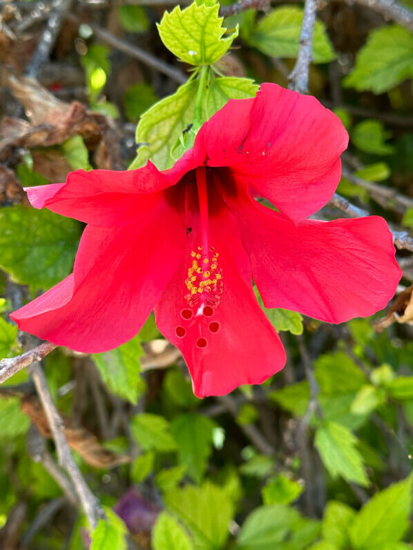 Hibiscus x rosa-sinensis, Espagne, août 2023