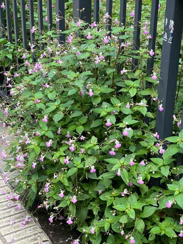 Impatiens balfourii en été dans le parc de Bercy, Paris 12ème (75)