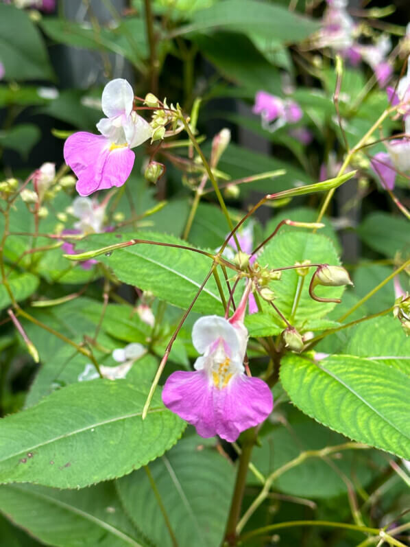 Impatiens balfourii en été dans le parc de Bercy, Paris 12ème (75)