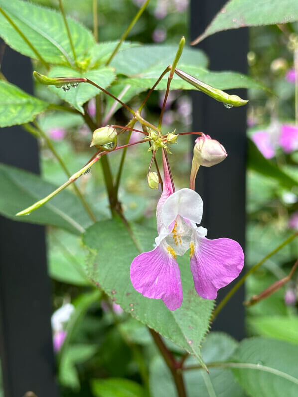 Impatiens balfourii en été dans le parc de Bercy, Paris 12ème (75)