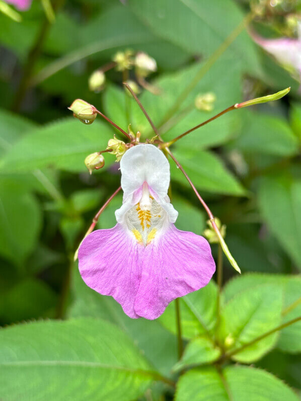 Impatiens balfourii en été dans le parc de Bercy, Paris 12ème (75)