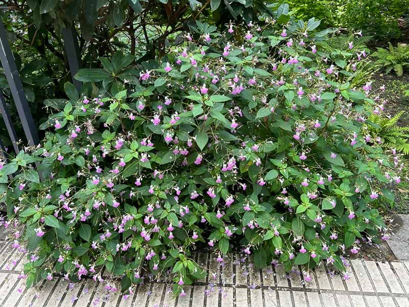 Impatiens balfourii en été dans le parc de Bercy, Paris 12ème (75)