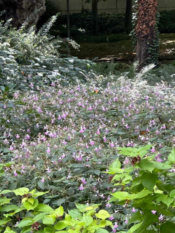 Impatiens balfourii en été dans le parc de Bercy, Paris 12ème (75)