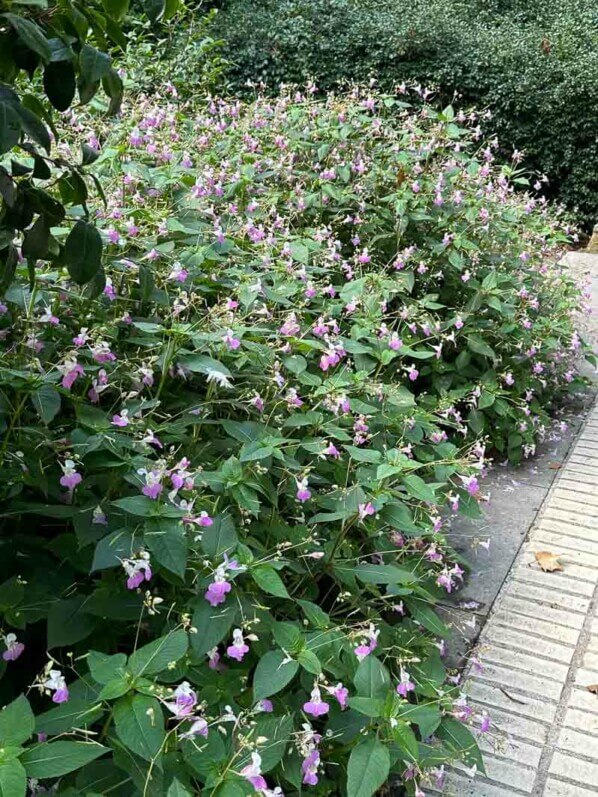 Impatiens balfourii en été dans le parc de Bercy, Paris 12ème (75)