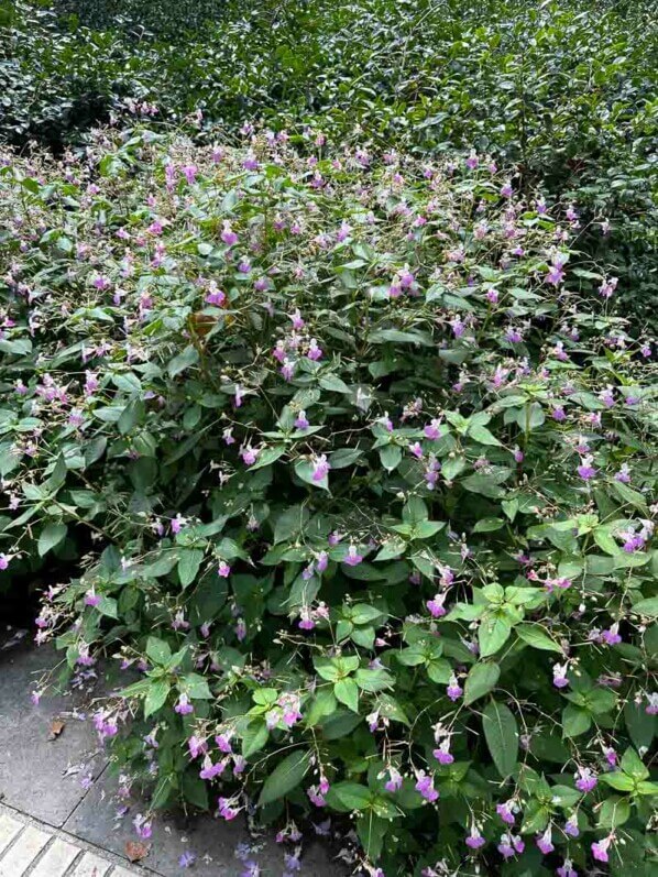 Impatiens balfourii en été dans le parc de Bercy, Paris 12ème (75)