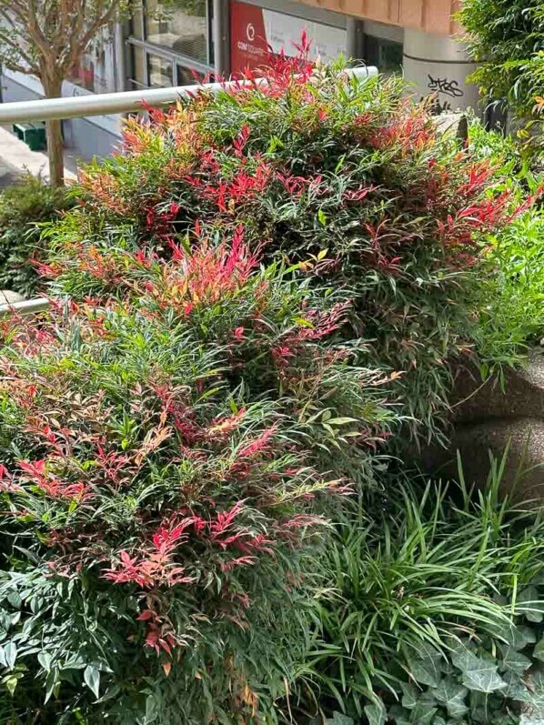 Bambous sacrés, Nandina domestica, arbuste, Esplanade de la Défense