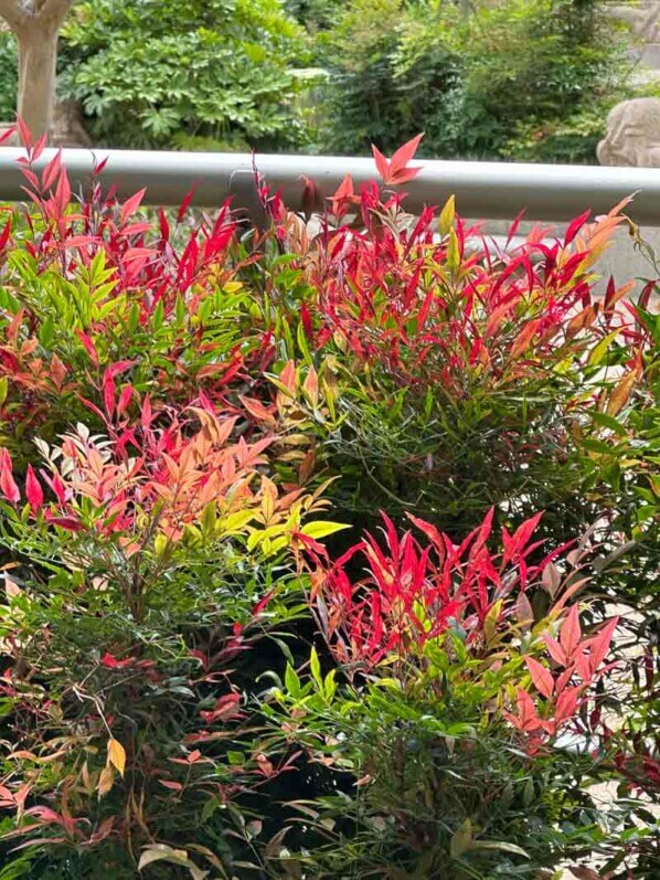 Bambous sacrés, Nandina domestica, arbuste, Esplanade de la Défense