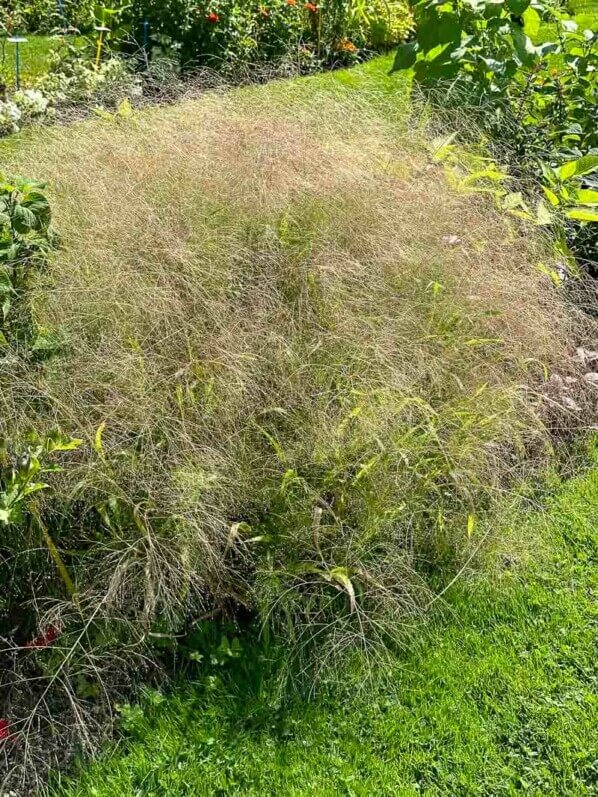 Panicum capillare, Poacées, en été dans l'École Du Breuil, Paris 12e (75)