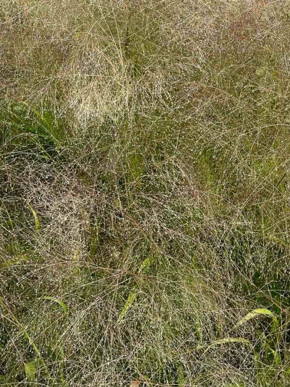 Panicum capillare, Poacées, en été dans l'École Du Breuil, Paris 12e (75)