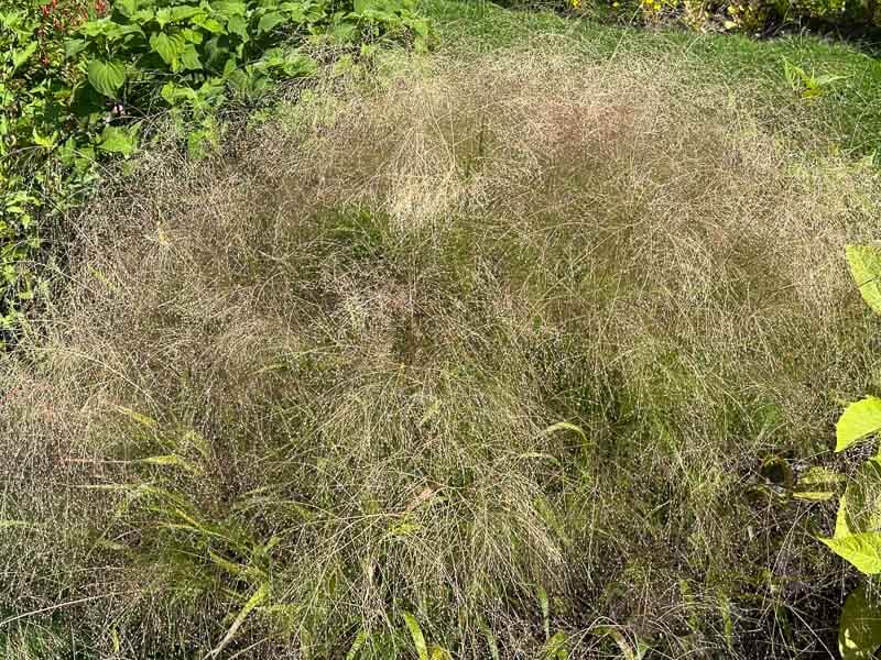 Panicum capillare, Poacées, en été dans l'École Du Breuil, Paris 12e (75)