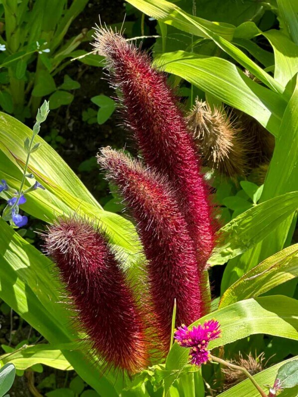 Pennisetum glaucum 'Jade Princess', gramiéne, Poacées, en été dans l'École Du Breuil, Paris 12e (75)