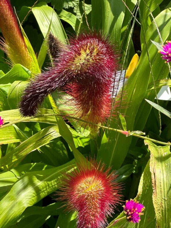 Pennisetum glaucum 'Princess Jade', gramiéne, Poacées, en été dans l'École Du Breuil, Paris 12e (75)