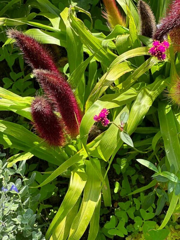 Pennisetum glaucum 'Princess Jade', gramiéne, Poacées, en été dans l'École Du Breuil, Paris 12e (75)