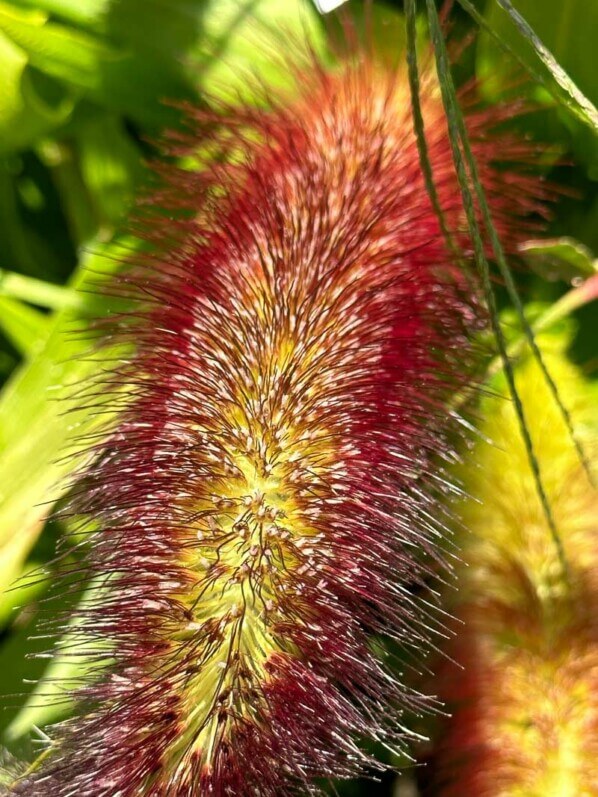 Pennisetum glaucum 'Princess Jade', gramiéne, Poacées, en été dans l'École Du Breuil, Paris 12e (75)