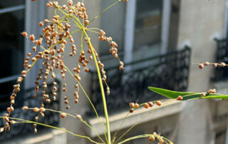 Phaenopserma globosa en été sur mon balcon, Paris 19e (75)
