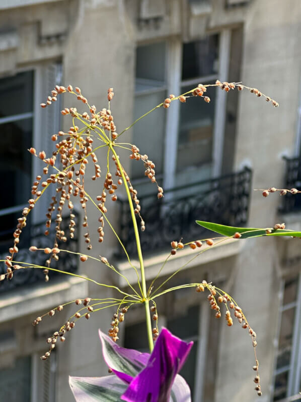 Phaenopserma globosa en été sur mon balcon, Paris 19e (75)