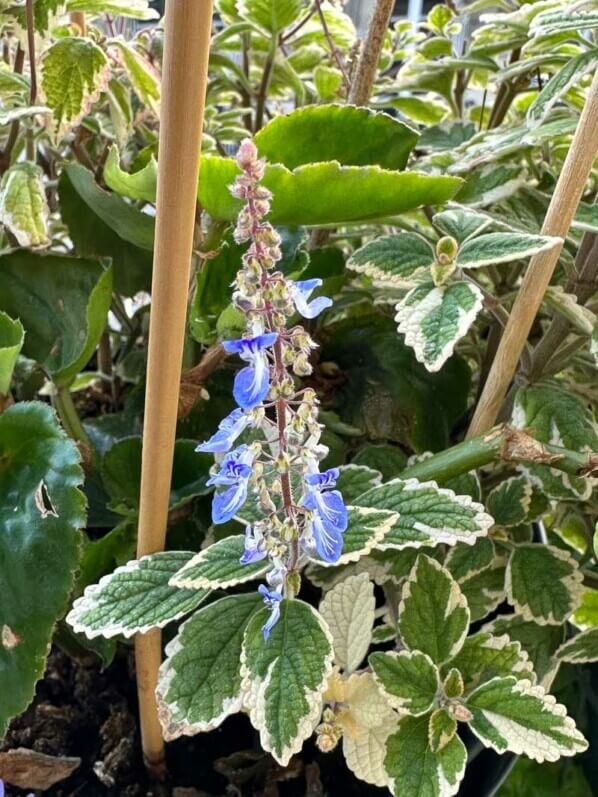 Plectranthus 'Spire Blue' en été sur mon balcon, Paris 19e (75)