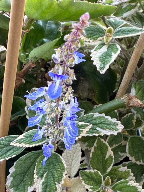 Plectranthus 'Spire Blue' en été sur mon balcon, Paris 19e (75)