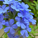 Plumbago, El Campello, Espagne, juillet 2023