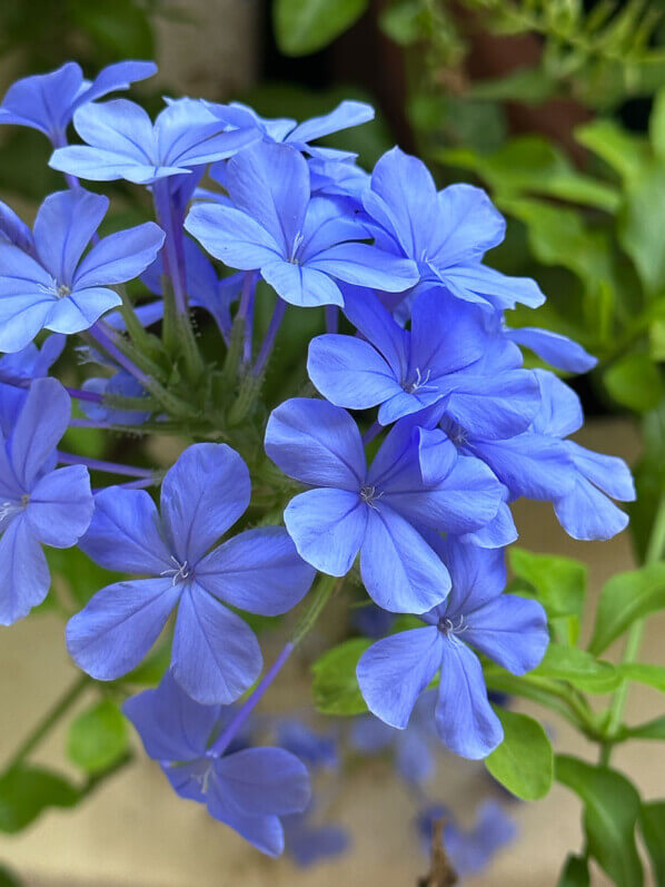 Plumbago, El Campello, Espagne, juillet 2023