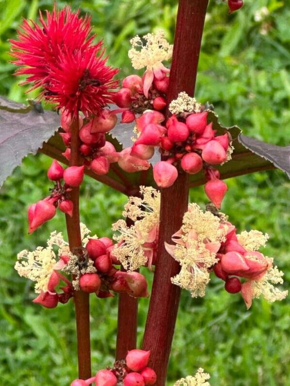 Ricin en été dans le parc de Bagatelle, Paris 16e (75)