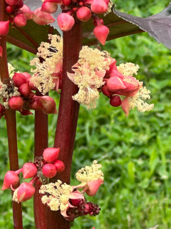 Ricin en été dans le parc de Bagatelle, Paris 16e (75)