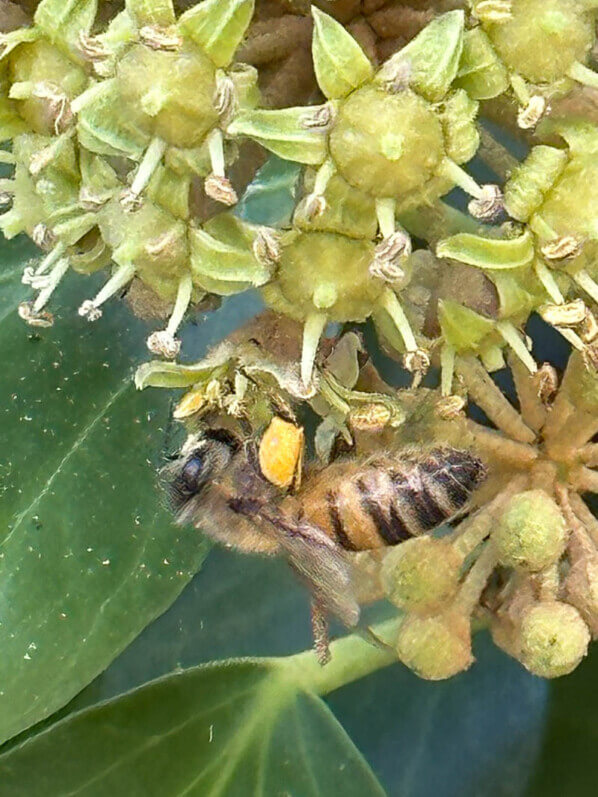 Abeille butinant des fleurs de lierre en fin d'été dans le parc floral, Paris 12e (75)