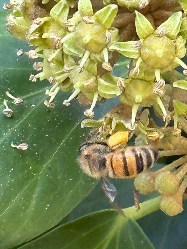 Abeille butinant des fleurs de lierre en fin d'été dans le parc floral, Paris 12e (75)