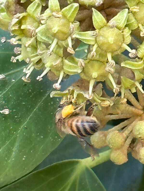 Abeille butinant des fleurs de lierre en fin d'été dans le parc floral, Paris 12e (75)