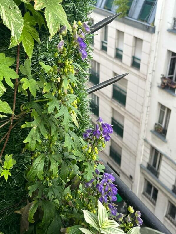 Aconit, Aconitum austroyunnanense, en été sur mon balcon, Paris 19e (75)