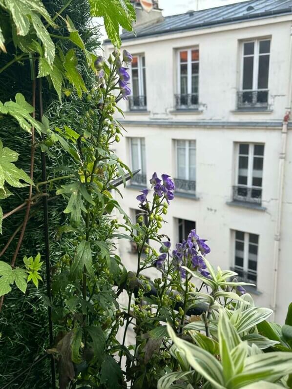 Aconit, Aconitum austroyunnanense, en été sur mon balcon, Paris 19e (75)