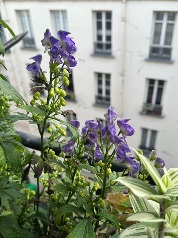 Aconit, Aconitum austroyunnanense, en été sur mon balcon, Paris 19e (75)