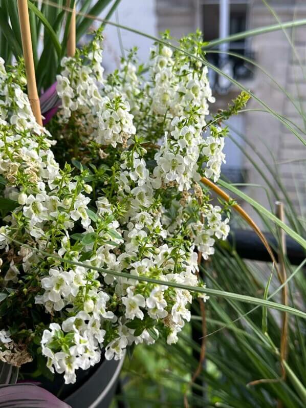 Potée d'Angelonia en été sur mon balcon, Paris 19e (75)