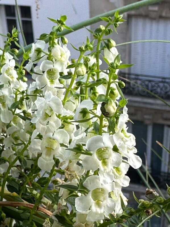 Potée d'Angelonia en été sur mon balcon, Paris 19e (75)