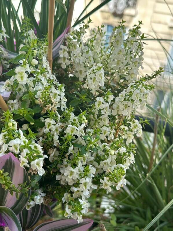 Potée d'Angelonia en été sur mon balcon, Paris 19e (75)