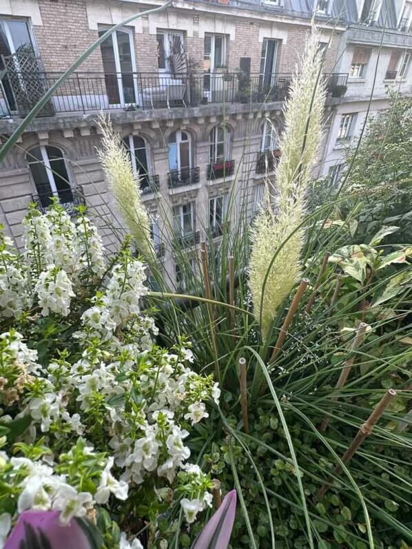 Potée d'Angelonia en été sur mon balcon, Paris 19e (75)